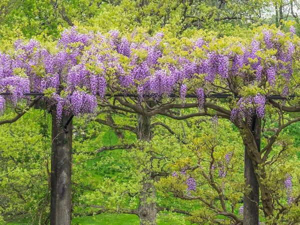 Pennsylvania-Wayne and Chanticleer Gardens springtime flowering Wisteria vine